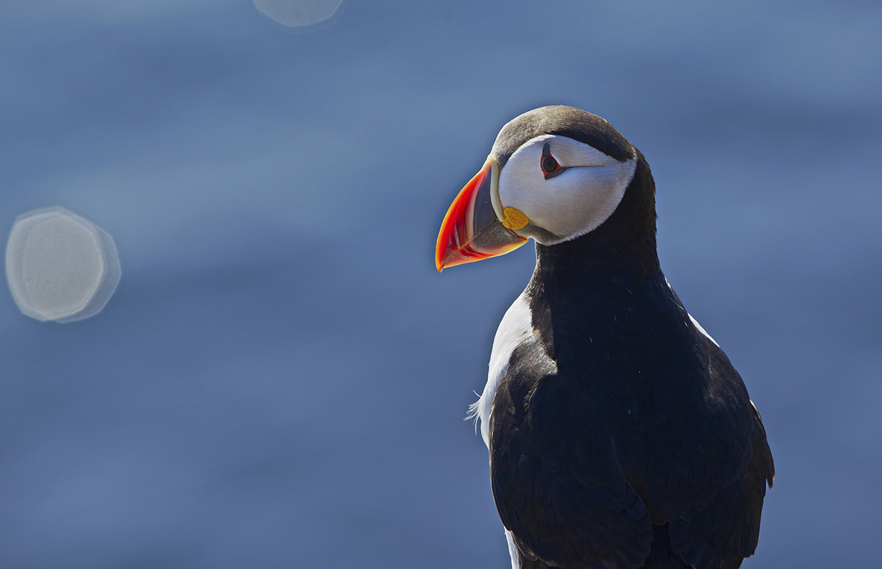 Another Successful Puffin Season Special Tours