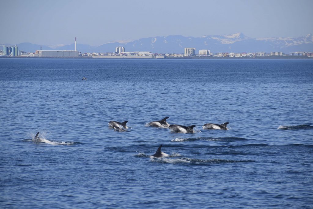 White Beaked dolphins playing around with Reykjavik city skyline in the background