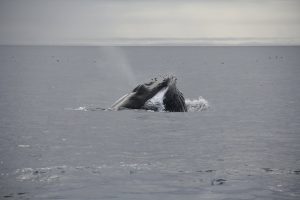 Winter Whale Watching from Reykjavik