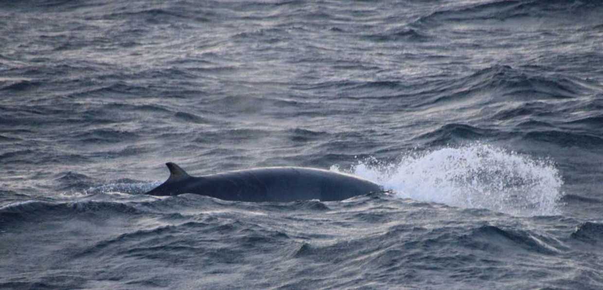 Minkes in Rough Seas – Special Tours