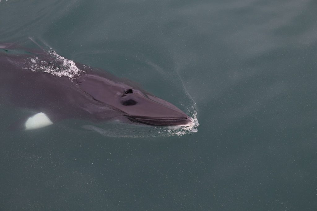 Minke whales in a changing Icelandic ecosystem