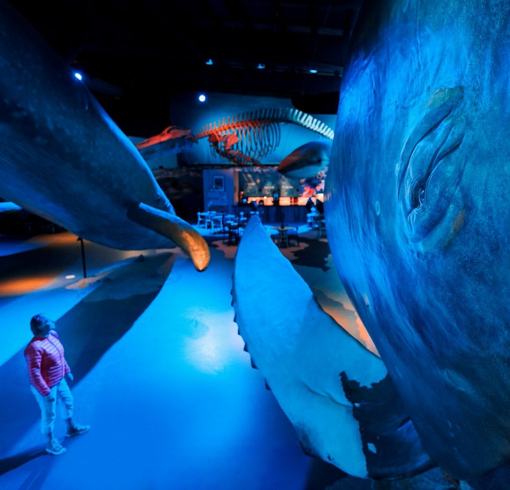 The Whales of Iceland exhibition