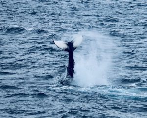 Humpback Whale Identification