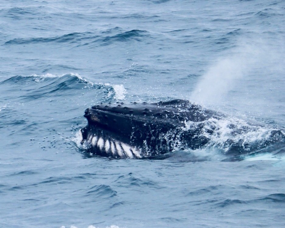 Humpback Whale Blog - Scientific Photo Database