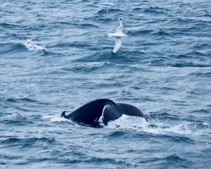 Humpback Whale Identification