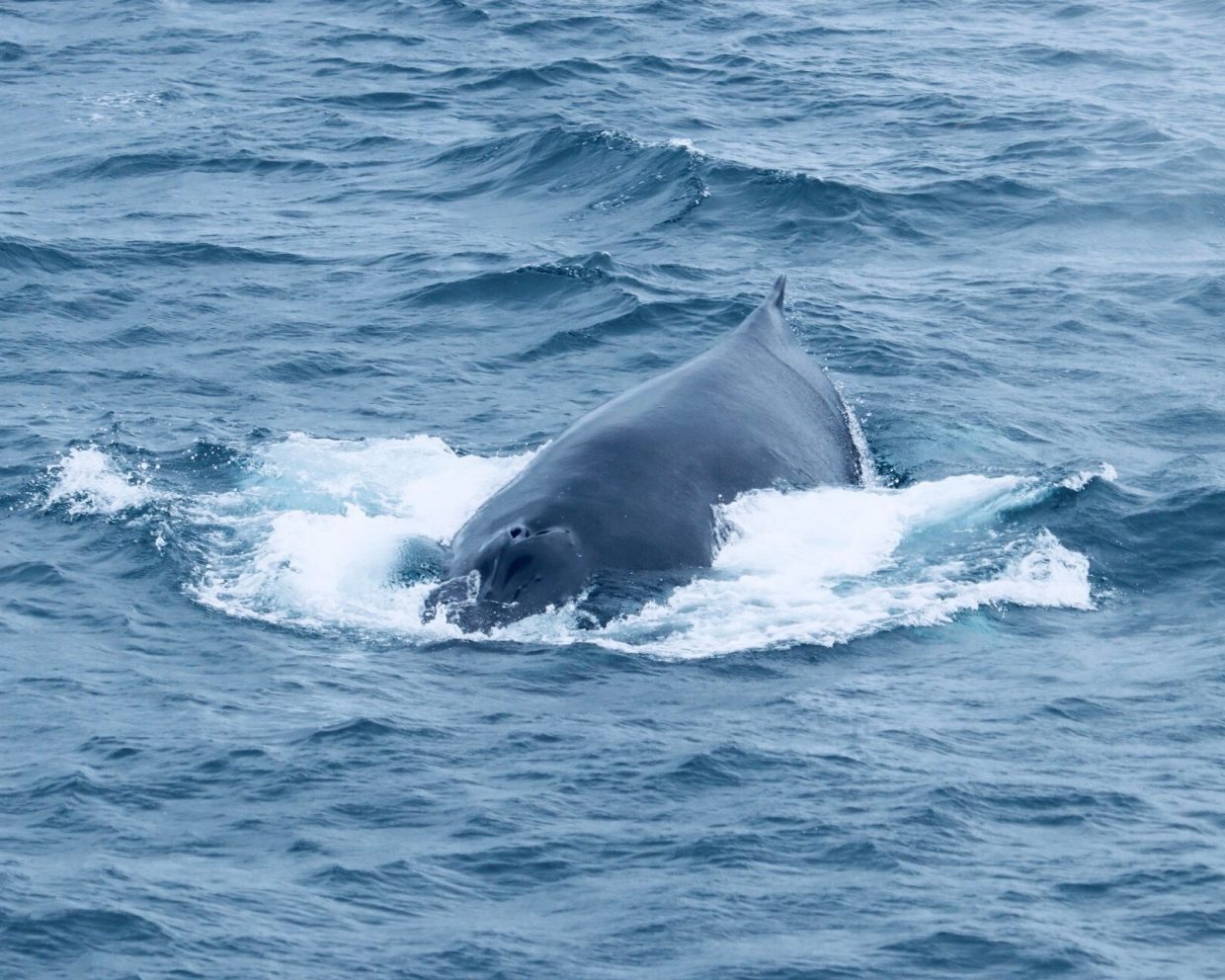 Humpback Whale Identification