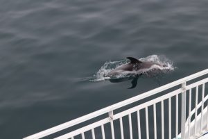 How to Identify a White-Beaked Dolphin