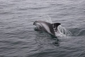 Winter Whale Watching from Reykjavik