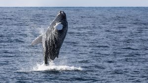 How to Photograph Whales