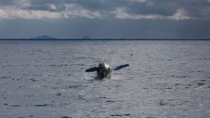 How to Photograph Whales