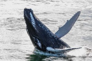 How to Photograph Whales