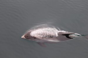 How to Identify a White-Beaked Dolphin