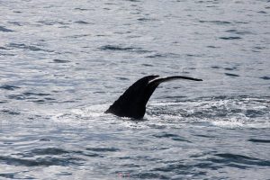 How to Photograph Whales