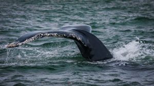 How to Photograph Whales