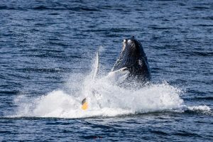 How to Photograph Whales