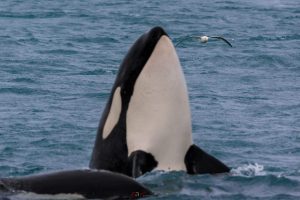 How to Photograph Whales