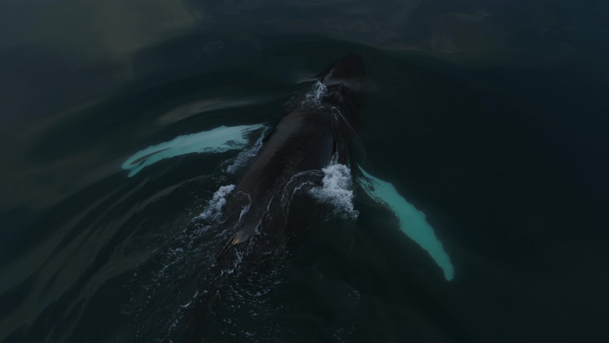 Direct Threats To Whales And What We Can Do About It Potential Solutions