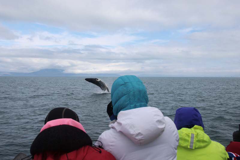 How to Dress for a Whale Watching Tour in Iceland