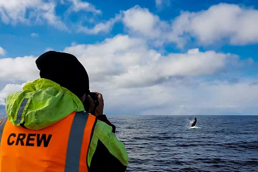 How to Dress for a Whale Watching Tour in Iceland