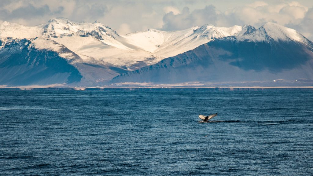 How to Dress for a Whale Watching Tour in Iceland