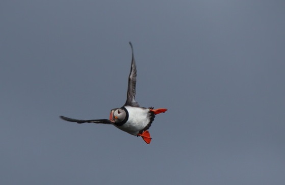 puffin flying