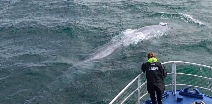 How large can a blue whale grow?