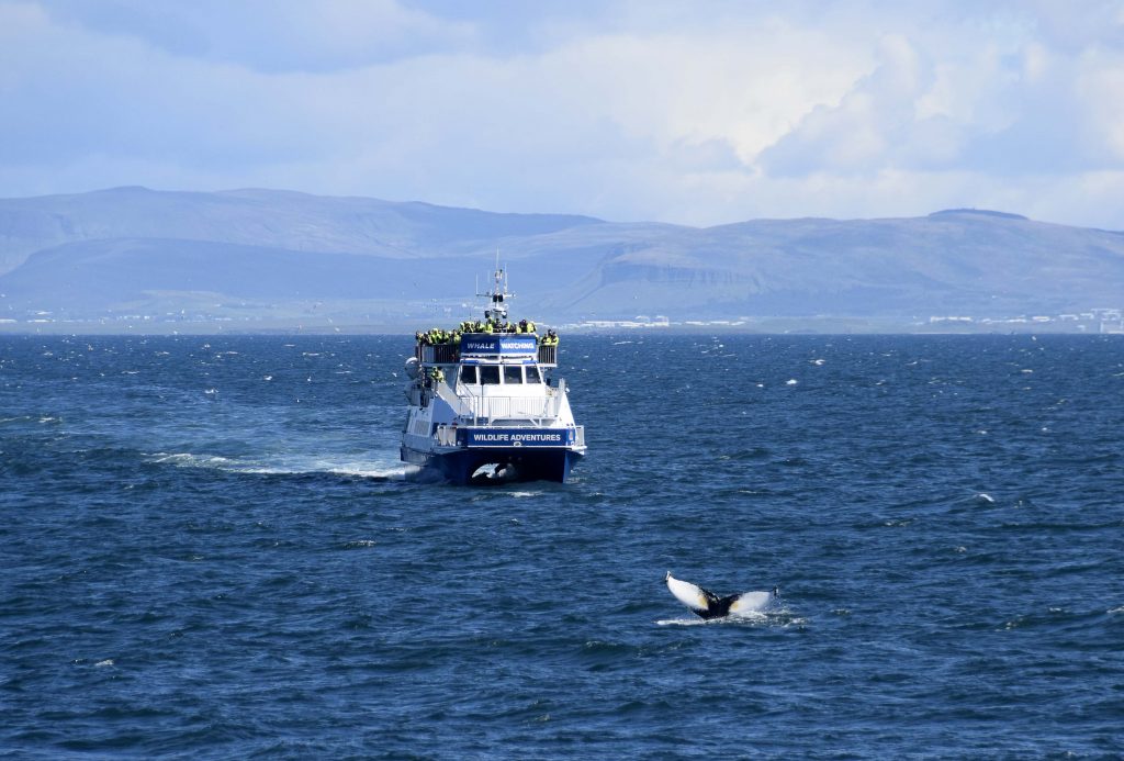 Whale Watching from Reykjavik