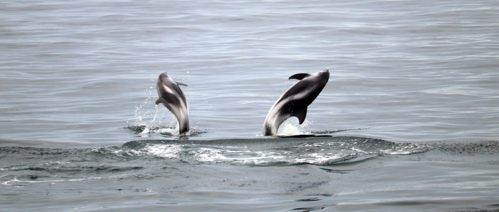 How to Identify a White-Beaked Dolphin