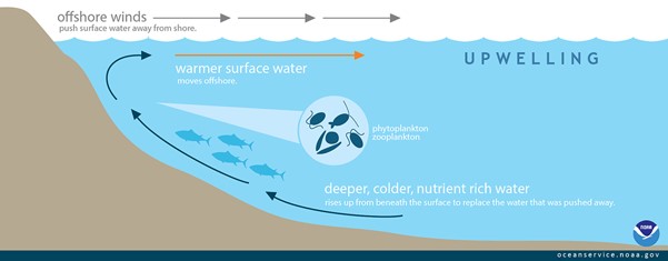 What and how do whales eat?