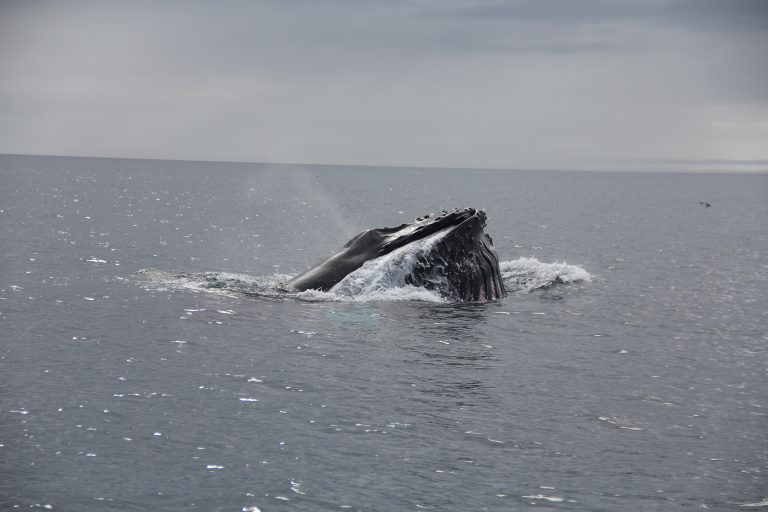 What and how do whales eat?