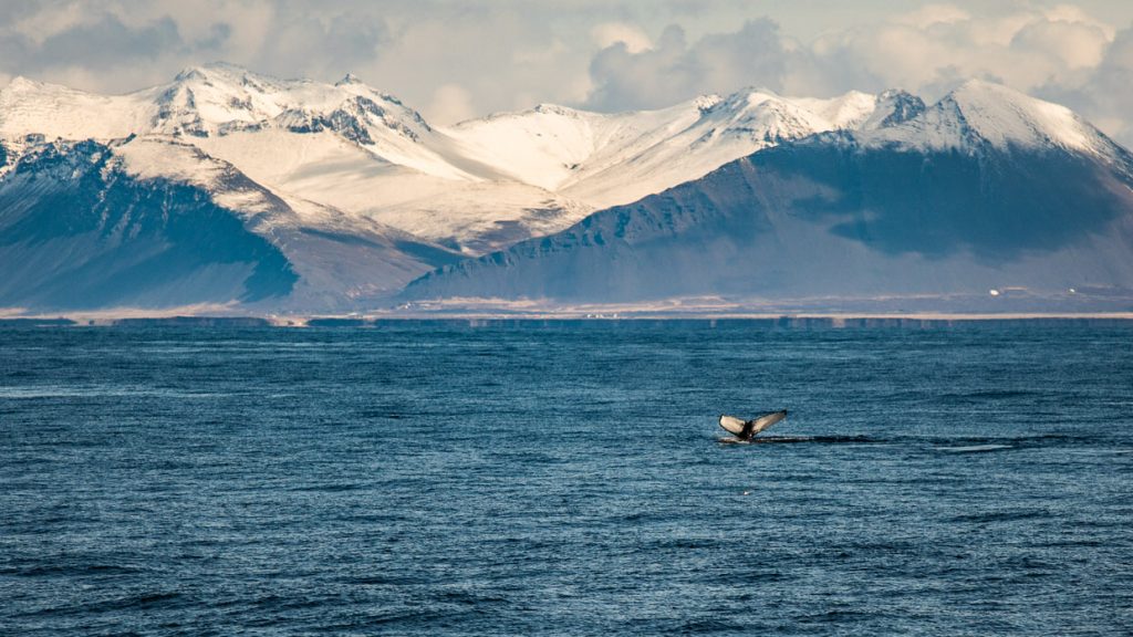 Winter activities in Reykjavik - whale-watching
