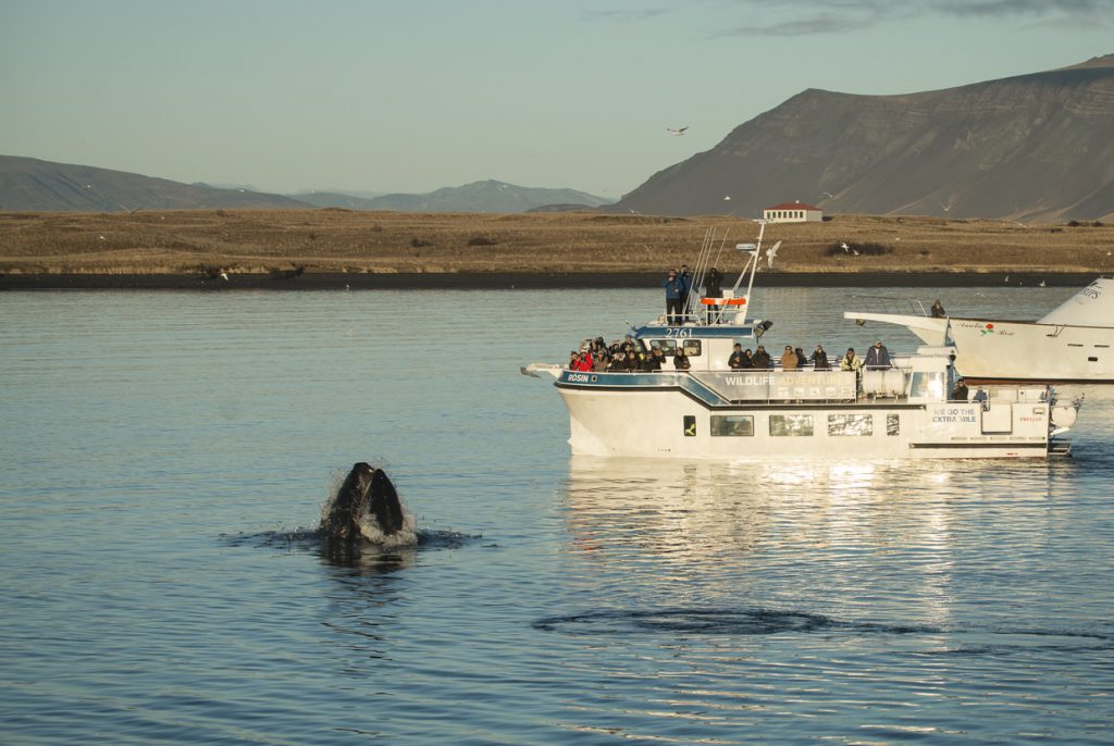 Thanks to phytoplankton, Iceland is attractive for whales