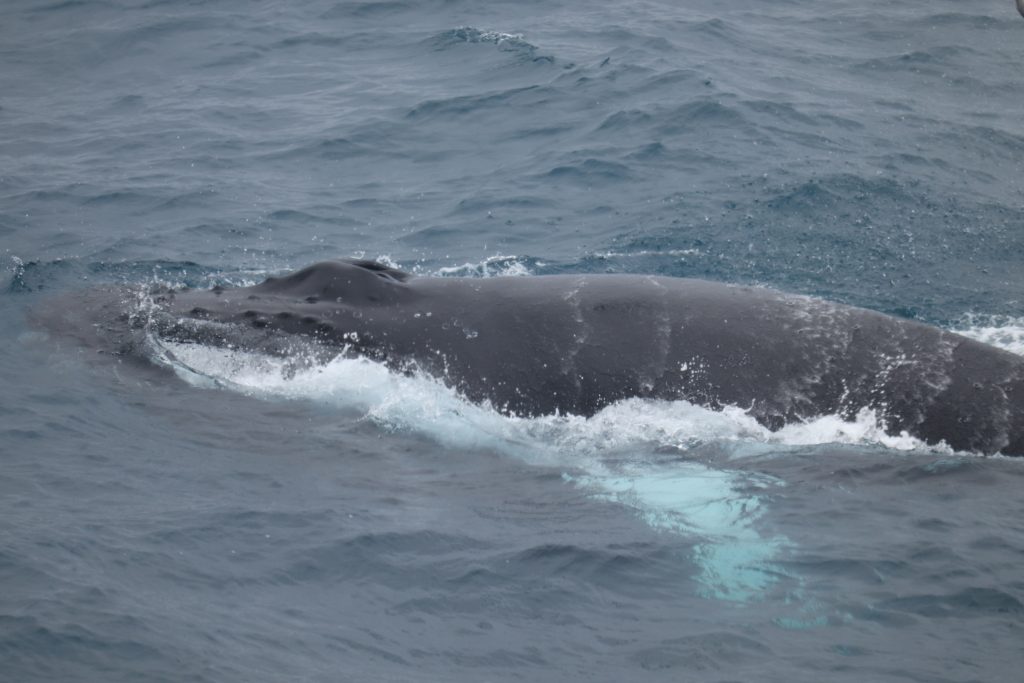 Humpback Whale Identification