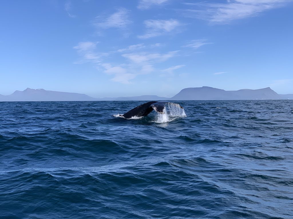 Whale Species in Iceland