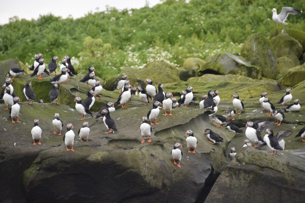 A group of puffins seen on our Puffin Express tour from Reykjavik