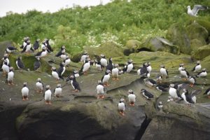 A group of puffins seen on our Puffin Express tour from Reykjavik