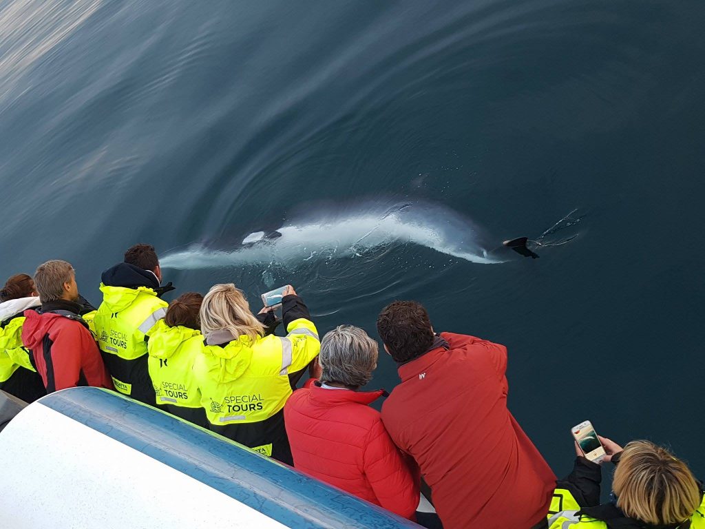 Minke whales in a changing Icelandic ecosystem