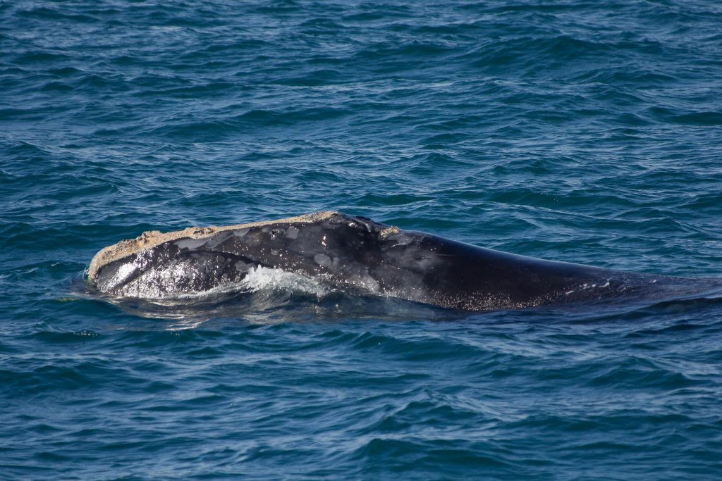 World Whale Day 2021 – Special Tours
