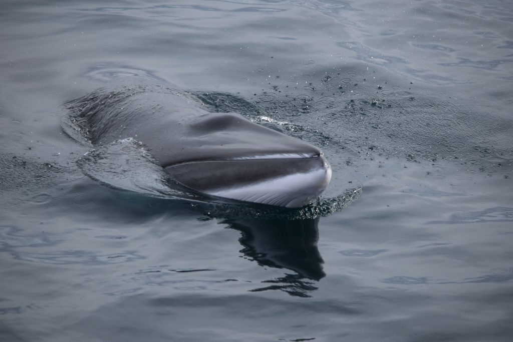 minke whale sticking her nose out of water