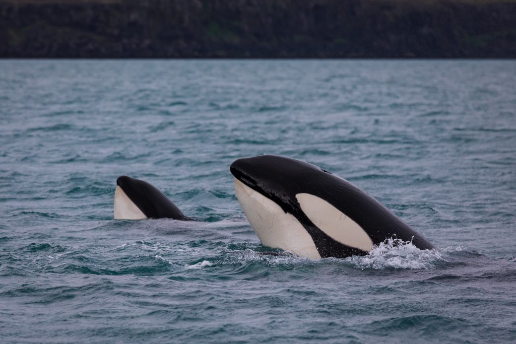 two killer whales swimming