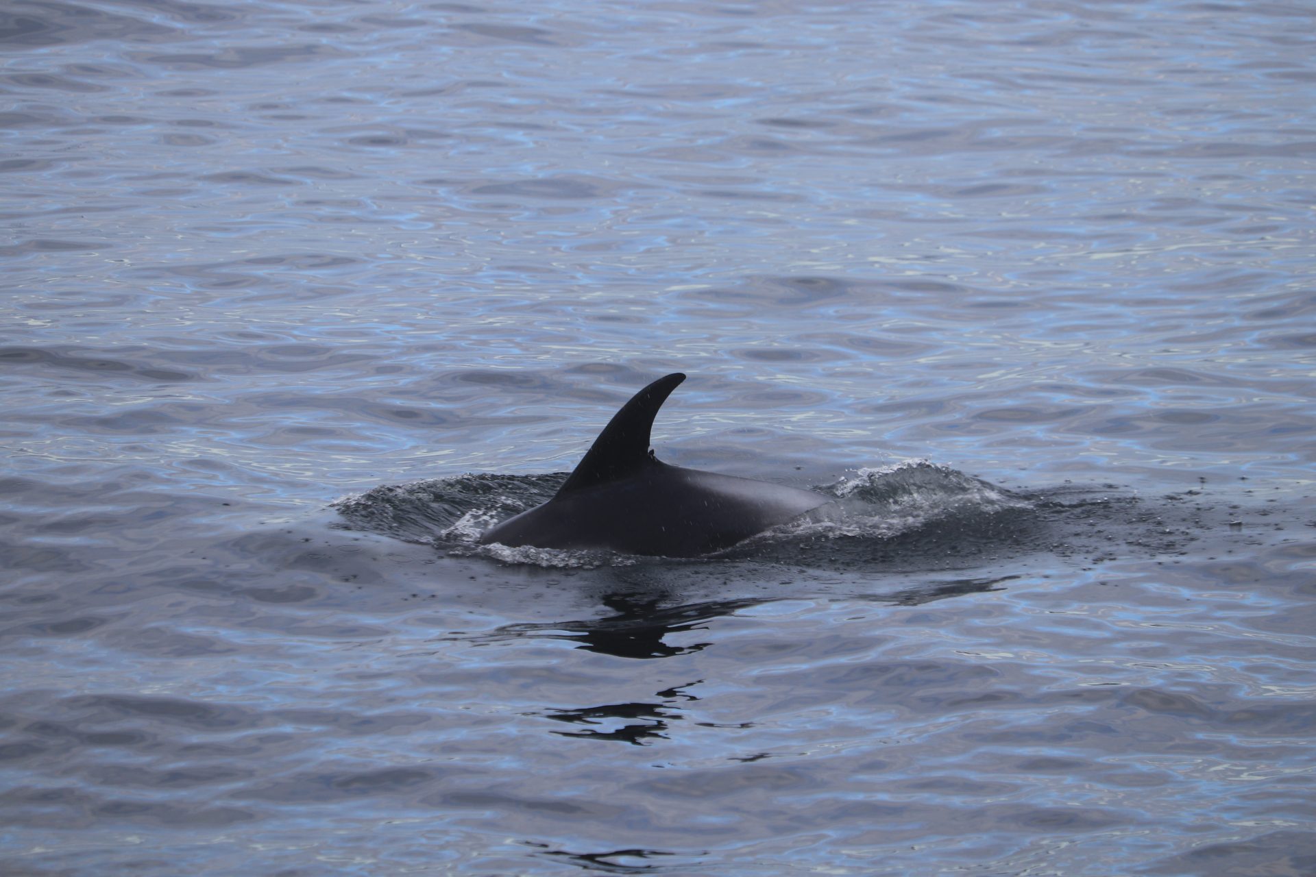 Dolphin Show In The Rain – Special Tours