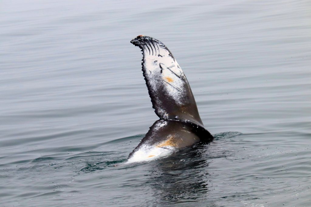 Humpback whale migration and song patterns