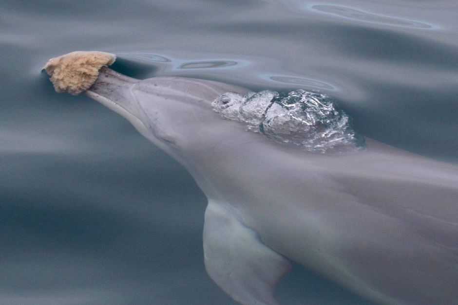 dolphin sponging