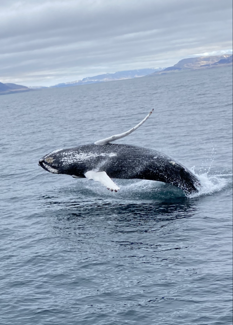 The Best Time To See Whales In Iceland Special Tours