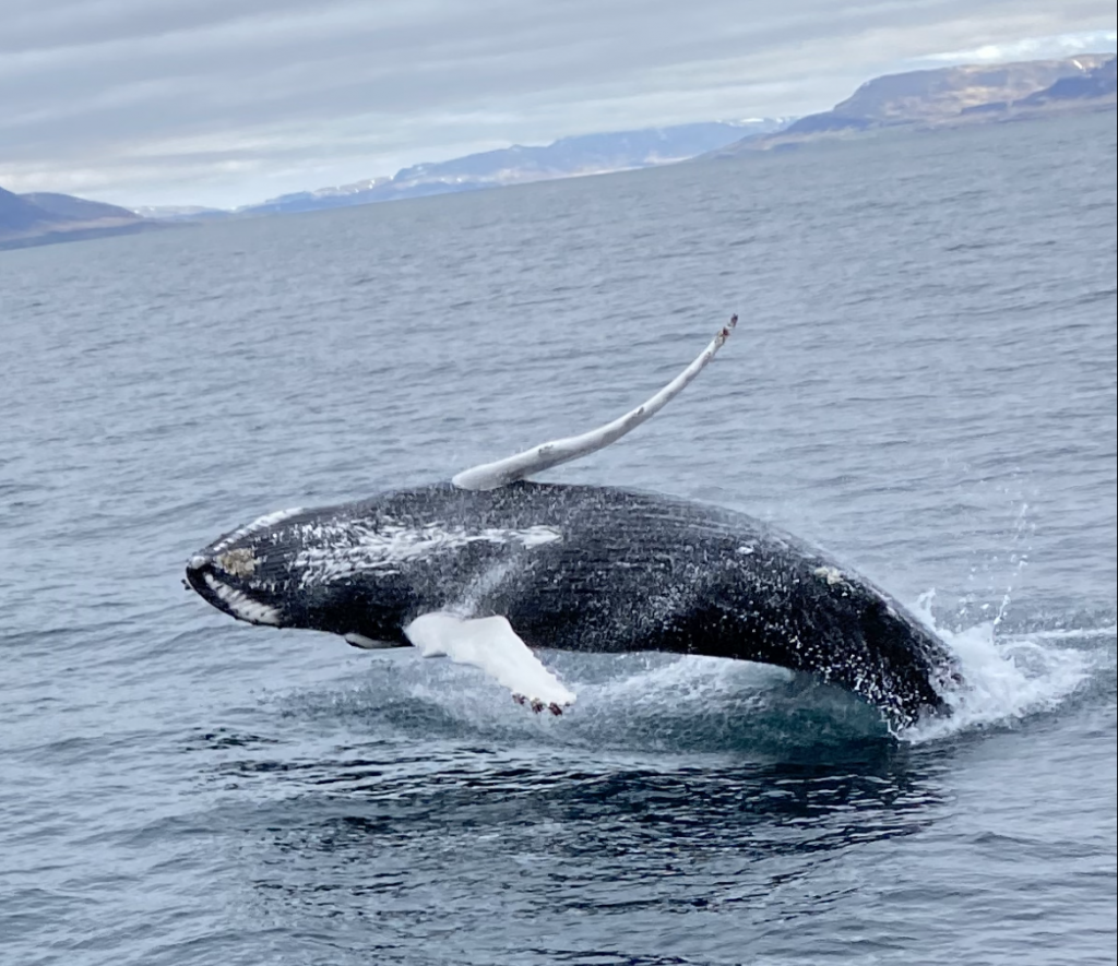 whale breaching sideways