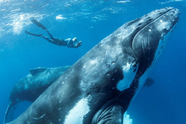 Whale conservation - What you can do to save the whales - Special Tours