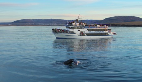 Whale watching boat and whale - Whale conservation