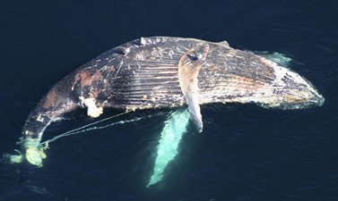 Entangled whale - Whale conservation