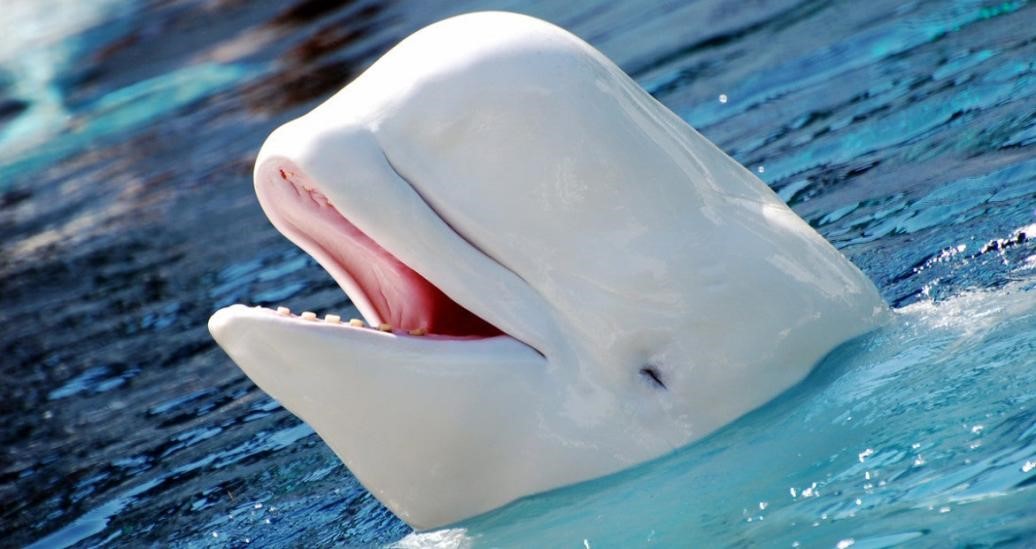 Beluga whale - whale conservation