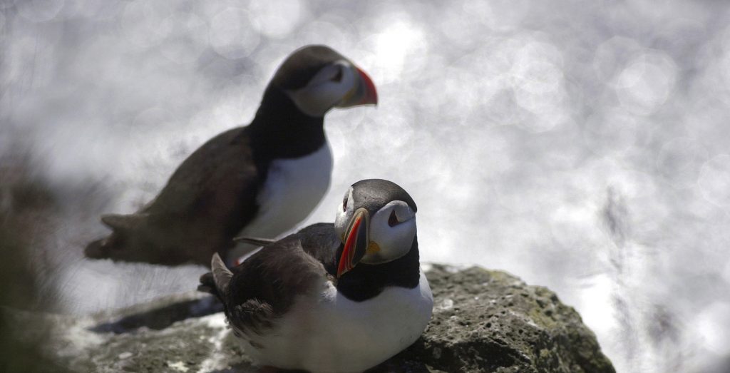 The Secret of This Puffin's Big Beak